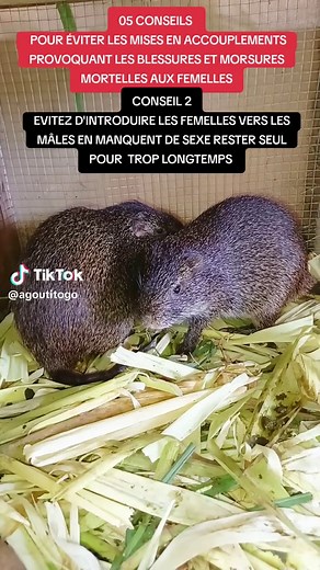 #conseils #elevage #lometiktok🇹🇬🇹🇬 #togolais228🇹🇬 #togofrancetiktok🇹🇬🇫🇷 #togousatiktok🇹🇬🇺🇸 #eweland🇧🇯🇬🇭🇹🇬