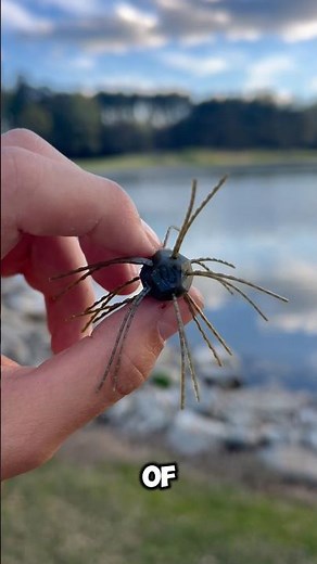 Fishing with a Crazy Strike King Tumbleweed Fishing Lure! #strikeking #fishing #bass #fish