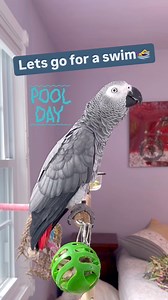 1.5M views · 30K reactions | Hi Girlfriend, it’s Pool Day, let’s go for a swim‍♀️#symontheafricangreyparrot #talkingparrot #babyparrot #congoafricangrey #africangrey #africangreyparrot #parrotsofinstagram #africanparrot #petsofinstagram #birds #cag #talkingbird #crazybird#birdsofinstagram #sillybird #parrots #pets #redbuttchicken #funnyparrot #crazyparrot #smartbird #happyparrot #talkingbird #learningtotalk #poolday #pool #swim #gf | Symontheafricangreyparrot | Facebook