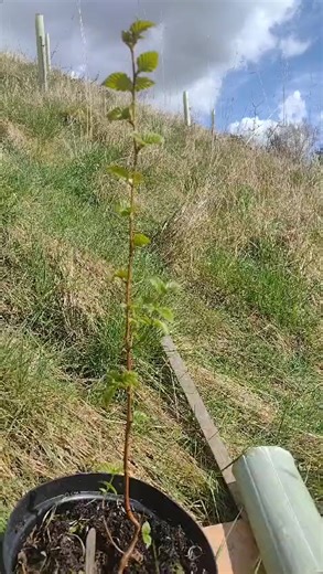 Plastic free tree guards #compostable #treeplanting #treeguards #plasticfree | Ecosufficiency | Facebook