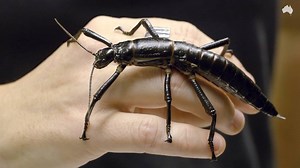 28K views · 506 reactions | Did you know the Lord Howe Island stick insect was originally thought to be extinct? Australia's rarest insect, the elusive bugs can only be found on the tiny island in the Tasman Sea and in captivity. | The Australian | Facebook