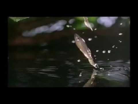 External fertilization in fish🐠🐋🐟