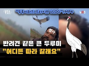 반려견 같은 큰 두루미, "어디든 따라 갈래요"