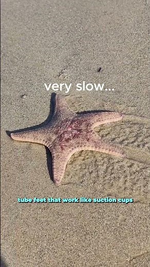 How This Animal Moves Without Limbs - Starfish Locomotion