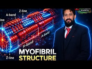Myofibril Structure Explained | Sarcomere, A-Band & H-Zone #MDCAT #NEET #biology