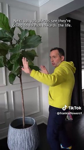 3 Fiddle Leaf Fig Care Tips 🌿 Keep your Fiddle Leaf Fig thriving this winter with these pro tips: 💧 Water Wisely: Before watering, check if your fiddle actually needs it. Overwatering is a common issue, leading to problems like root rot and pesky fungus gnats. ☀️ Spin It Around: Fiddles are sun worshippers! Rotate them regularly to ensure even growth, and they'll grace your space with their stunning architecture. 🍃 Leaf Language: Your fiddle's leaves are like a botanical Morse code. If you sp