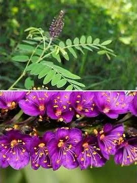 Vertus du Amorpha fruticosa #nature #ecoledejardinage #farming #bio #alimentation #agriculture