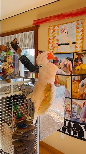 Wheee! This is fun! 😂 #barneythewestcoastcockatoo #cockatoo