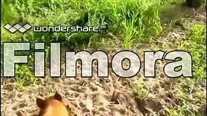 Remade Neighborhood Animals (Alexander's Treasures Archives)