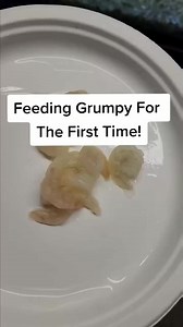 Pike Tyson VS Grumpy! 😱 #fish #fishtank #foryou | Fish With Tony Mustache