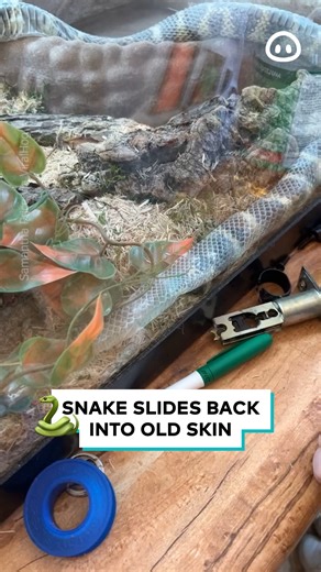 40K views · 75 reactions | This snake just hit the reverse button  | ViralHog | Facebook