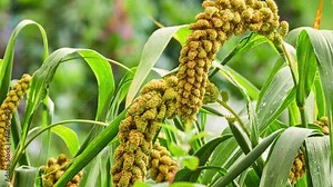 Foxtail millet, scientific name Setaria italica (Panicum italicum), is grass grown for human food. It is bristle-grass, dwarf or giant setaria, green foxtail, Italian, German or Hungarian millet