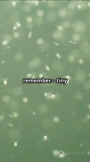 Zooplankton Biomass #sciencefather #researchawards #environmentalscientists #ClimateChange #Ecology