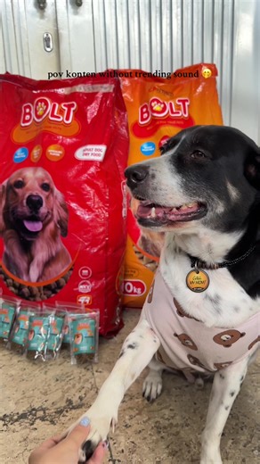 casper the winner of eating competition #fyp #fypviral #dog #anjingindo #xyzabc