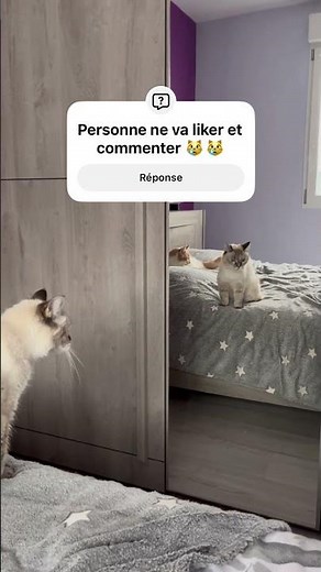 Chat qui se regarde devant le miroir #chat