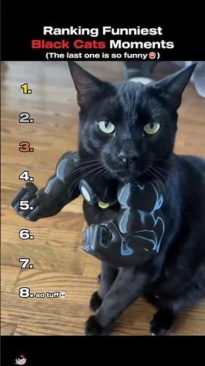 Ranking Funniest Black Cat Moments🖤 #cutecat #blackcat #funnycats #viral