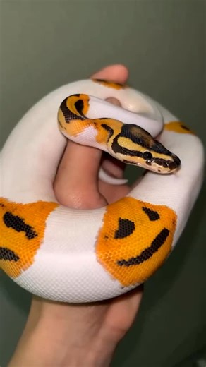 Home For Reptiles on Instagram: "Beautiful Pied Ball Python available for rehoming Calm temperament, striking patterns, and eating well. Perfect for both beginners and experienced keepers. Message us for more details! #PiedBallPython #BallPython #PythonLove #ReptileRehoming #ReptileForSale ExoticPets SnakeLovers ReptileCommunity MorphMarket HerpLife ReptilesOfInstagram BallPythonMorph HealthyReptiles"