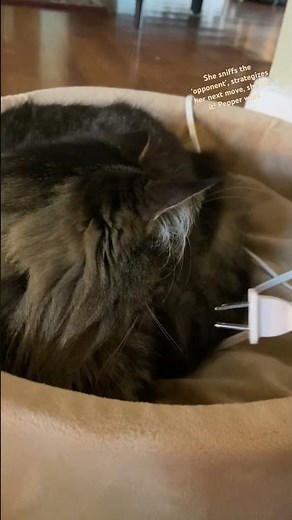 Playing a little game with Pepper