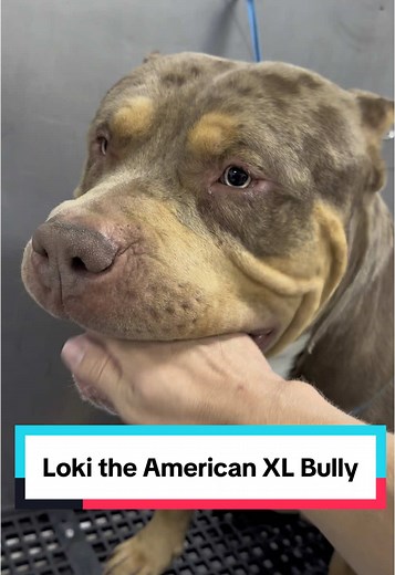 American XL Bully #americanbullyxl #americanbully #bullybreeds #bullybreed #doggrooming #dogbath #giantdog #tutorial