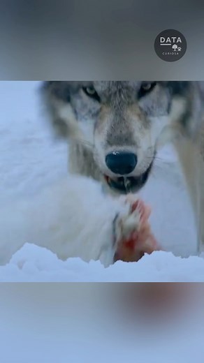 La vida animal #wildanimals #animals #animale | ᴅᴀᴛᴀ ᴄᴜʀɪᴏꜱᴀ