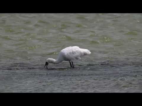 黑面琵鷺 (Black-faced Spoonbill) | Platalea minor：全球瀕危的珍稀冬候鳥，有著像琵琶一樣的黑色嘴喙，在淺水區掃掠覓食。