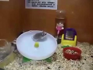 Hamsters trying to kill each other