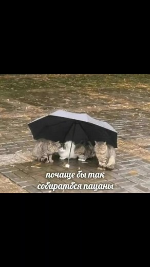 Funny Cat Memes: Hilarious Cartoons and Videos