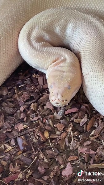 Auffangstation Happy Reptiles (@happy.reptiles)’s videos with Originalton - Auffangstation Happy Reptiles