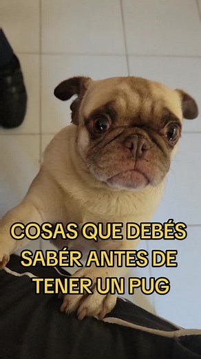 Pug on TikTok