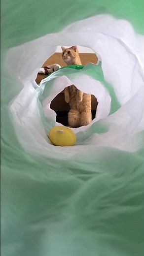 Pamuk the tunnel master😹 #funnycat #pamuk #catshorts #cattunnel #catmission #catfunnyvideos #cutecat