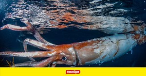 «Il serait dangereux de se faire attraper»: un calamar géant filmé au Japon