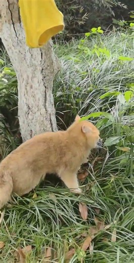 Cats Unleash Their Tree Climbing Talent: The Secret to shedding their shells