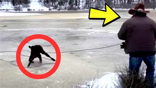 Cowboy Uses Incredible Lasso Skills to Save a Scar