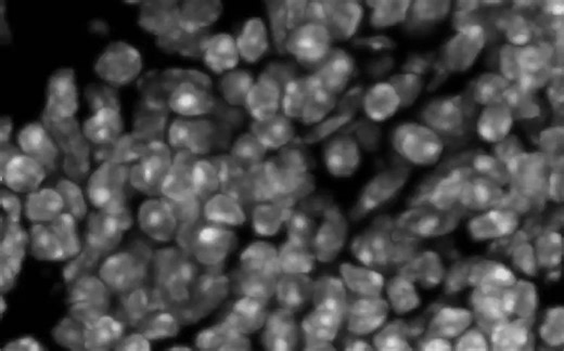 细胞生物学分析利器：Cellpose细胞分割与追踪