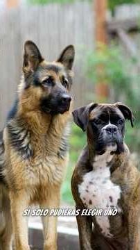 Pastor Alemán vs Boxer 🐶💢 ¿Cuál elegis? #perros #dog #pastoralemán #boxer #animales