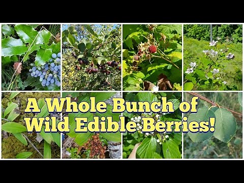 Wild Edible Berries - Foraging for Berries Found in the Pacific Northwest, Interior of BC and More!