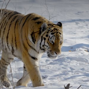 Weekends of Winter Wonderland: the perfect excuse to avoid the cold and cuddle up on the sofa. Enjoy the beauty and wonder that winter brings during Winter Wonderland, all this weekend on National Geographic WILD UK. | National Geographic UK