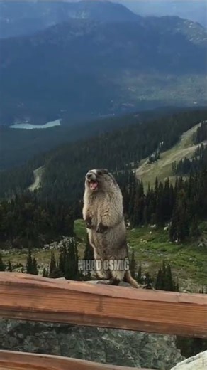 Marmot Screaming in human voice. #marmot #screaming #human #voice #shorts