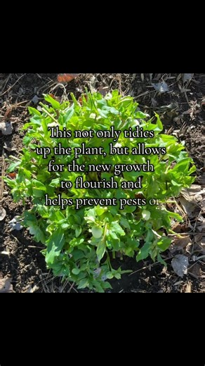 A video to go along with my earlier post about pruning hellebores! Reminder late winter or early spring is a great time to prune hellebores after new growth has appeared. #hellebores #hellebore #PruningTips #gardeningtips #dickiechickgardening #countrygarden | Dickie Chick Gardening