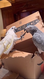 Does your pet use their feet to express themselves? I’ve heard it’s a sign of intelligence but for my cockatoo, it’s just a way she can annoy her parrot brother 😂 #cockatoo #parrot #siblings #funny #birds #parrotlover #rescue #cuteanimals | The Parrot Lady