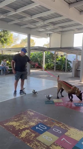 1K views · 12 reactions | For something a little different I have been taking Izzy to a noseworks course run by my good friends, Anthea and Sam at found by the hound. This is week three and I think she is progressing well. | Vidarhetzen Kennels | Facebook