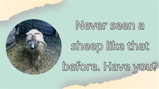 Never seen a sheep like that before. Have you? 从没见过这种羊，你见过吗？ First time you've seen a sheep with four horns, have you ever seen one? #sheep #horns #deformed #nature #rare #mutation #mystery #animal 四个角的羊第一次见，你见过吗？ #羊 #角 #畸形 #大自然 #罕见 #变异 #神秘 #动物 | Chaka Yak