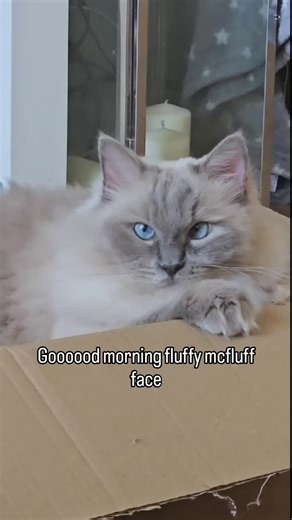 Morning fluffers......🐾 #tiktokcats #fyp #foryou #viral #foryoupagе