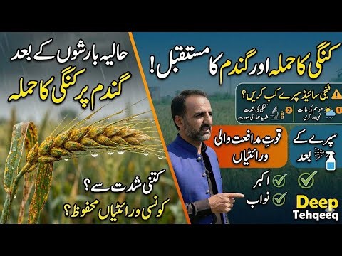 گندم گرنے کے بعد رسٹ یا کنگی کا حملہ ہو گیا۔ سپرے کرنے کی غلطی نہ کریںI Wheat rust diseases I Gandum