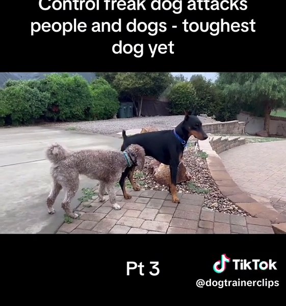 Dogtrainerclips on TikTok