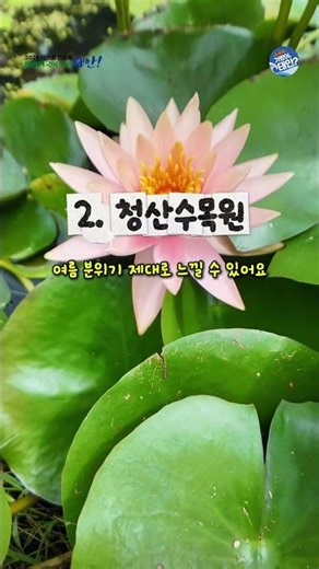 7월에 가기 좋은 태안 수국 여행지 Best 3