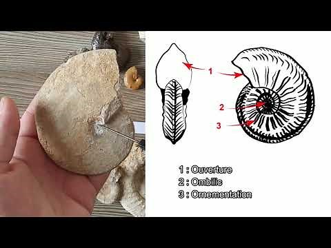 Practical work Paleontology L2 - Cephalopods (by Mme Ruault-Djerrab)