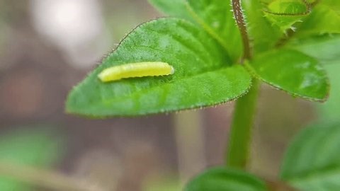 clip-3998962121-macro-small-green-caterpillars-on-leaves