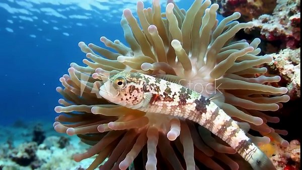 Spotted Hawkfish Rests Comfortably on a Sea Anemone.