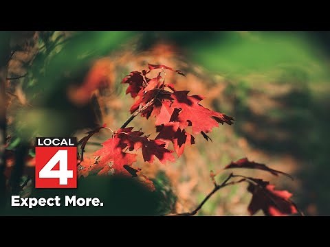 Northern Michigan trees start changing colors as fall approaches